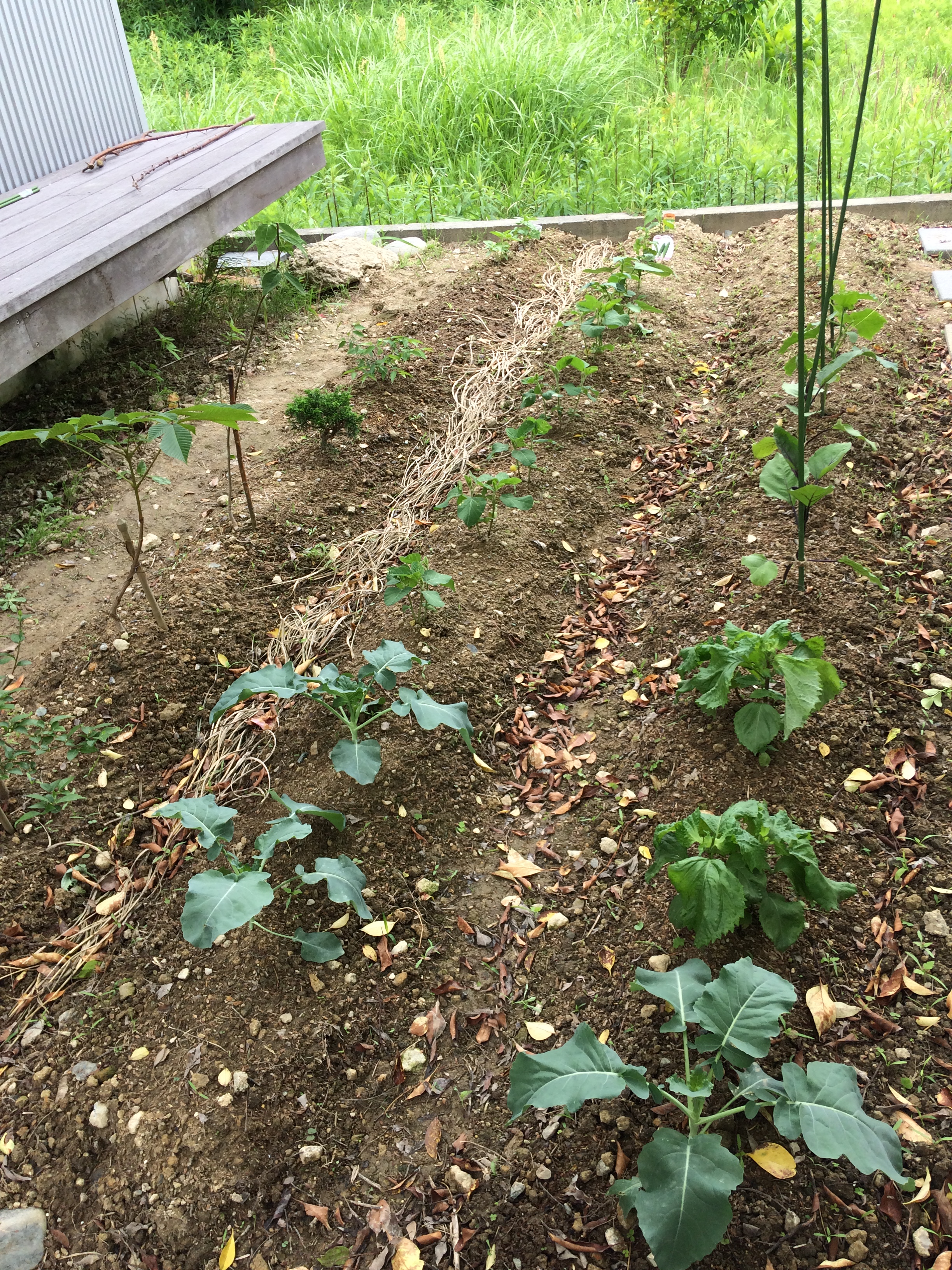 夏野菜収穫のために 家庭菜園お手入れ方法 愛知 名古屋の注文住宅ならニケンハウジング